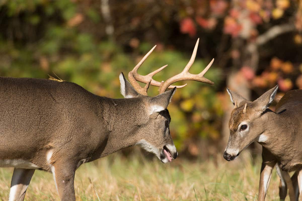 whitetail-deer-guided-hunting-shiloh-ranch