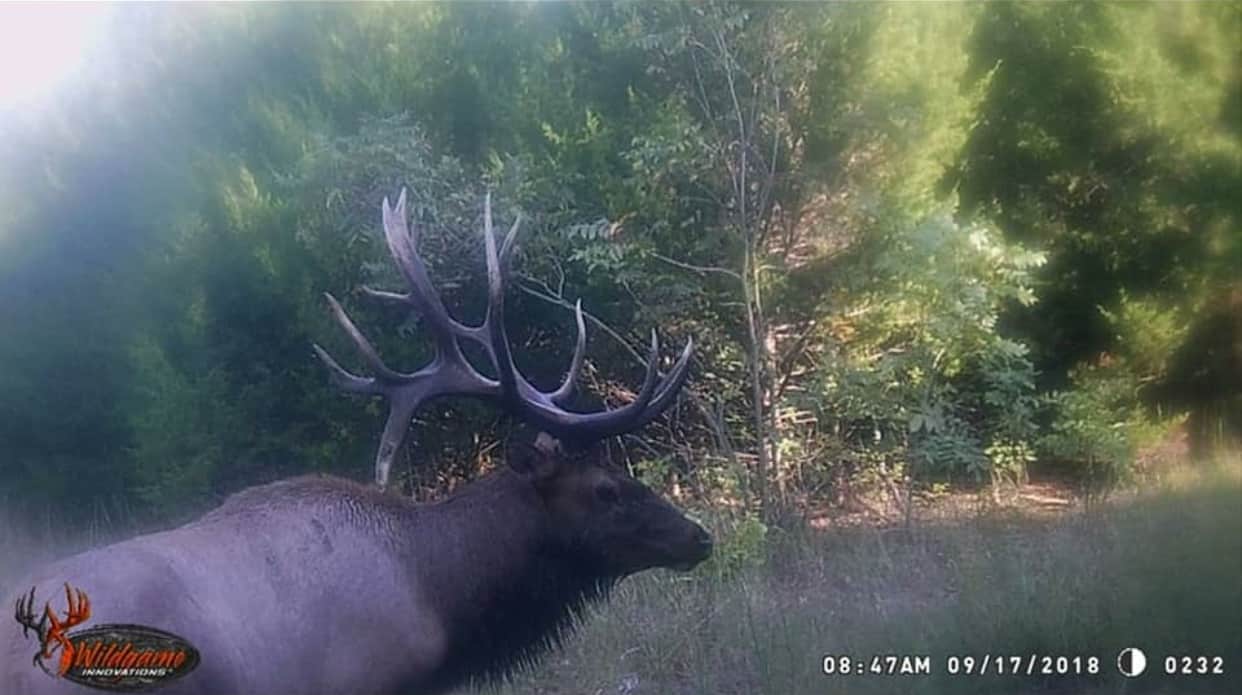 2018/2019 Season Trail Cam Pictures